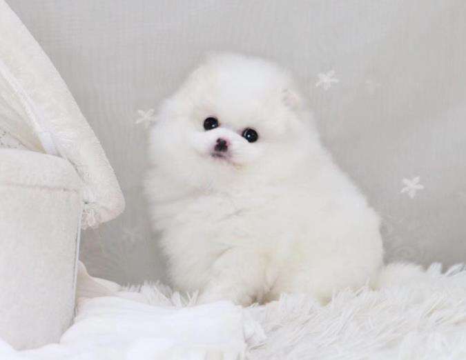 博美犬的艰难生存之旅好玩吗 博美犬的艰难生存之旅玩法简介