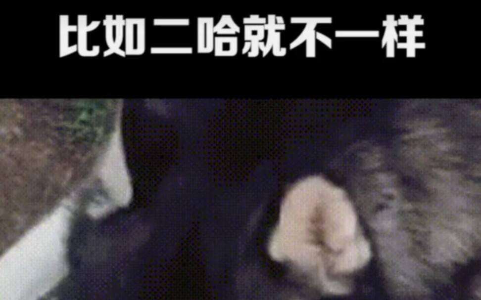 迷你世界模仿全民枪神系列之枪战精英，体验祥龙