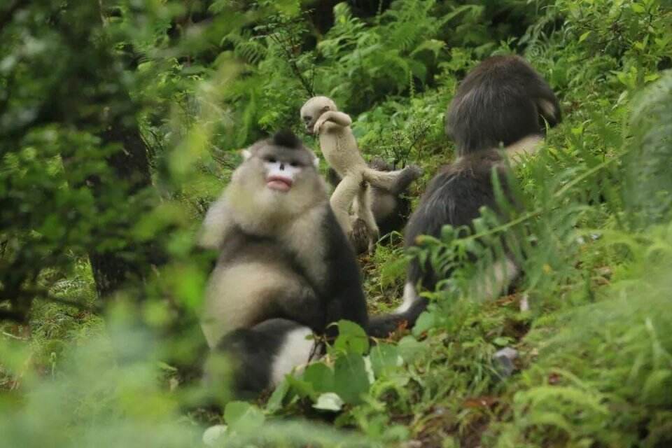 乐元素带着三名《开心消消乐》玩家走进了云南的原始森林