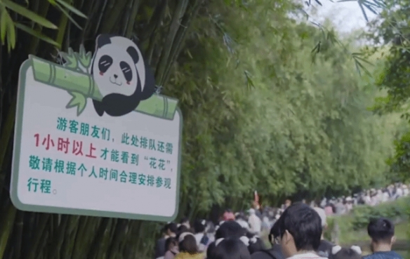 成都熊猫基地被挤爆 排队2小时看3分钟 网友：值了！