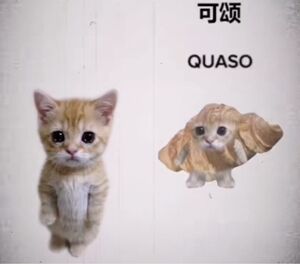 quaso梗意思介绍