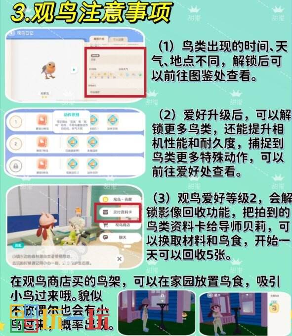 心动小镇怎么观鸟 观鸟攻略及鸟类分布图鉴大全