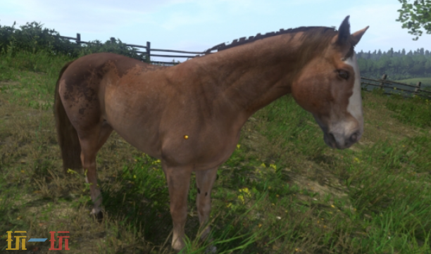 天国拯救2马怎么选 马匹选择建议攻略