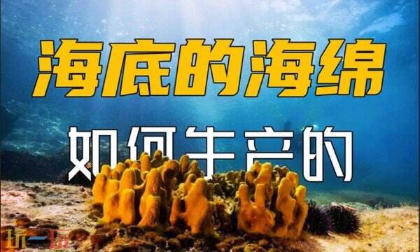 海绵是如何生长的 海绵生长详细解析