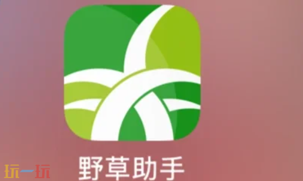 野草助手官网入口是什么 官网入口分享