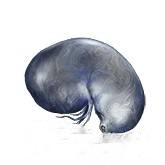 艾尔登法环黑夜降临银色泪滴是什么 遗物银色泪滴的作用与获取方式