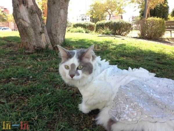 【游·见】专访Valhalla Cats:在废城画卷中,绘出一段爪间的温暖史诗