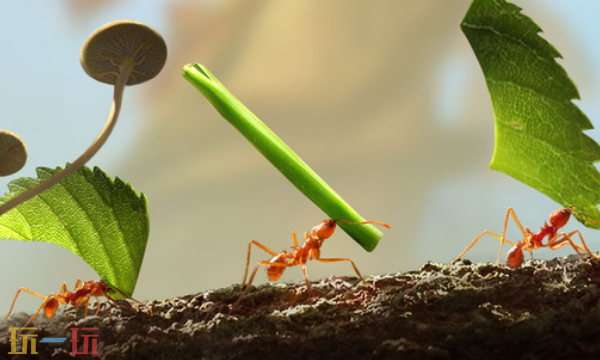 小小蚁国本周兑换码 小小蚁国最新礼包码2026