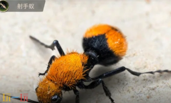 小小蚁国本周兑换码 小小蚁国4月20日最新礼包码2026