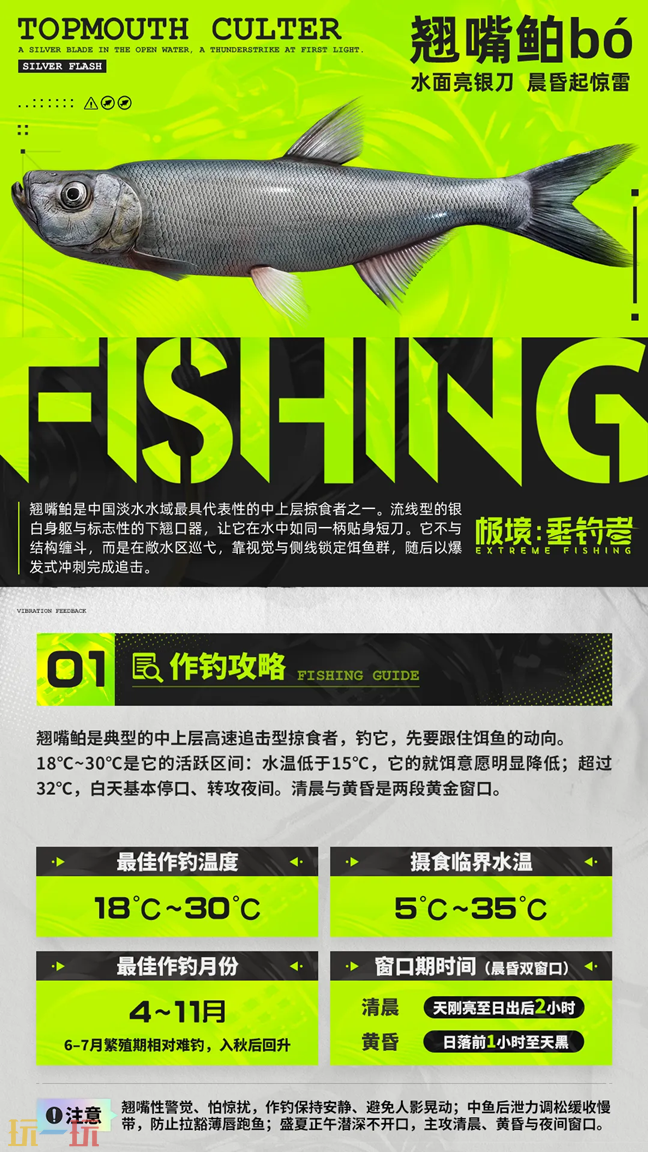 极境垂钓者鱼种志翘嘴鲌 极境垂钓者鱼类图鉴翘嘴鲌